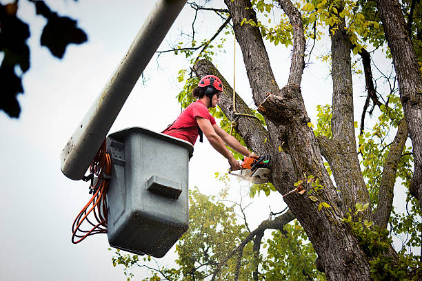 Best Tree Mulching  in Bloomington, CA